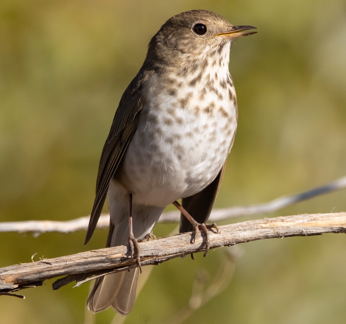 Hermit Thrush - ML280836721