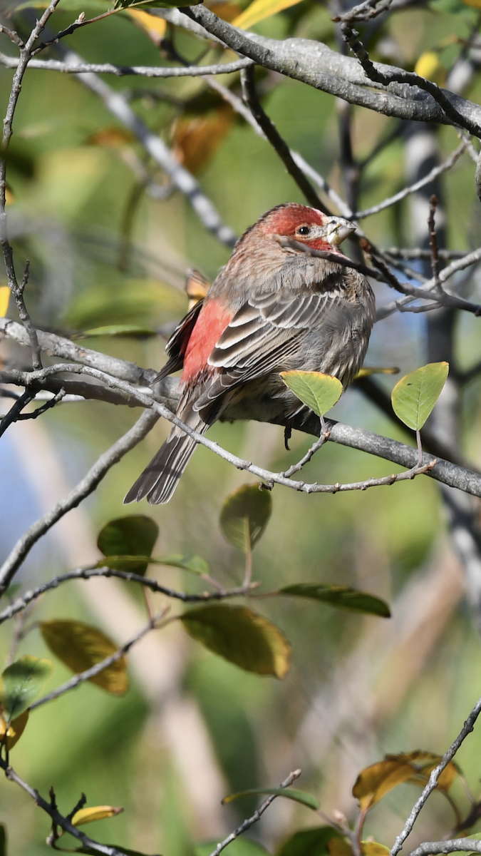 メキシコマシコ - ML280837141