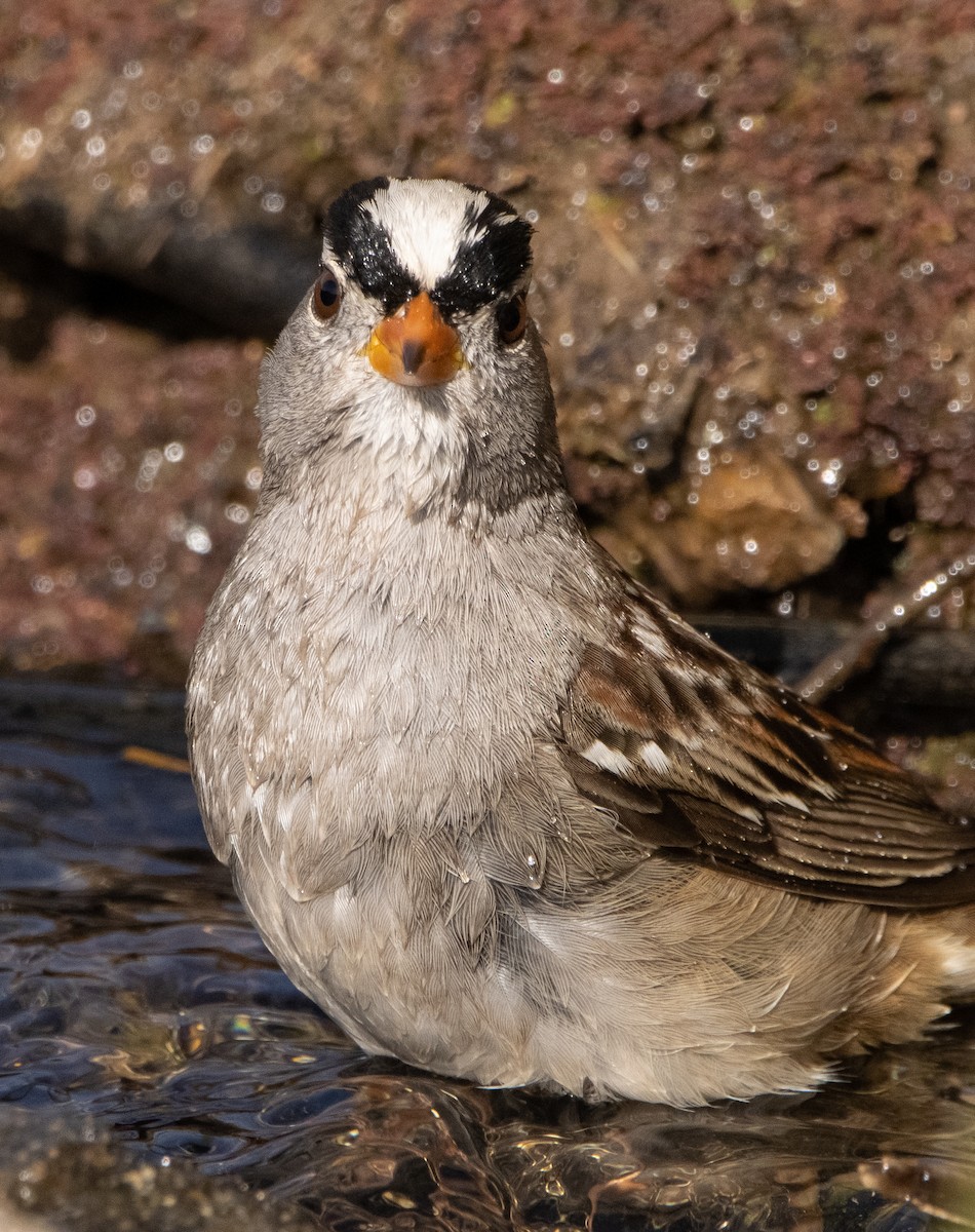 White-crowned Sparrow - ML280837611