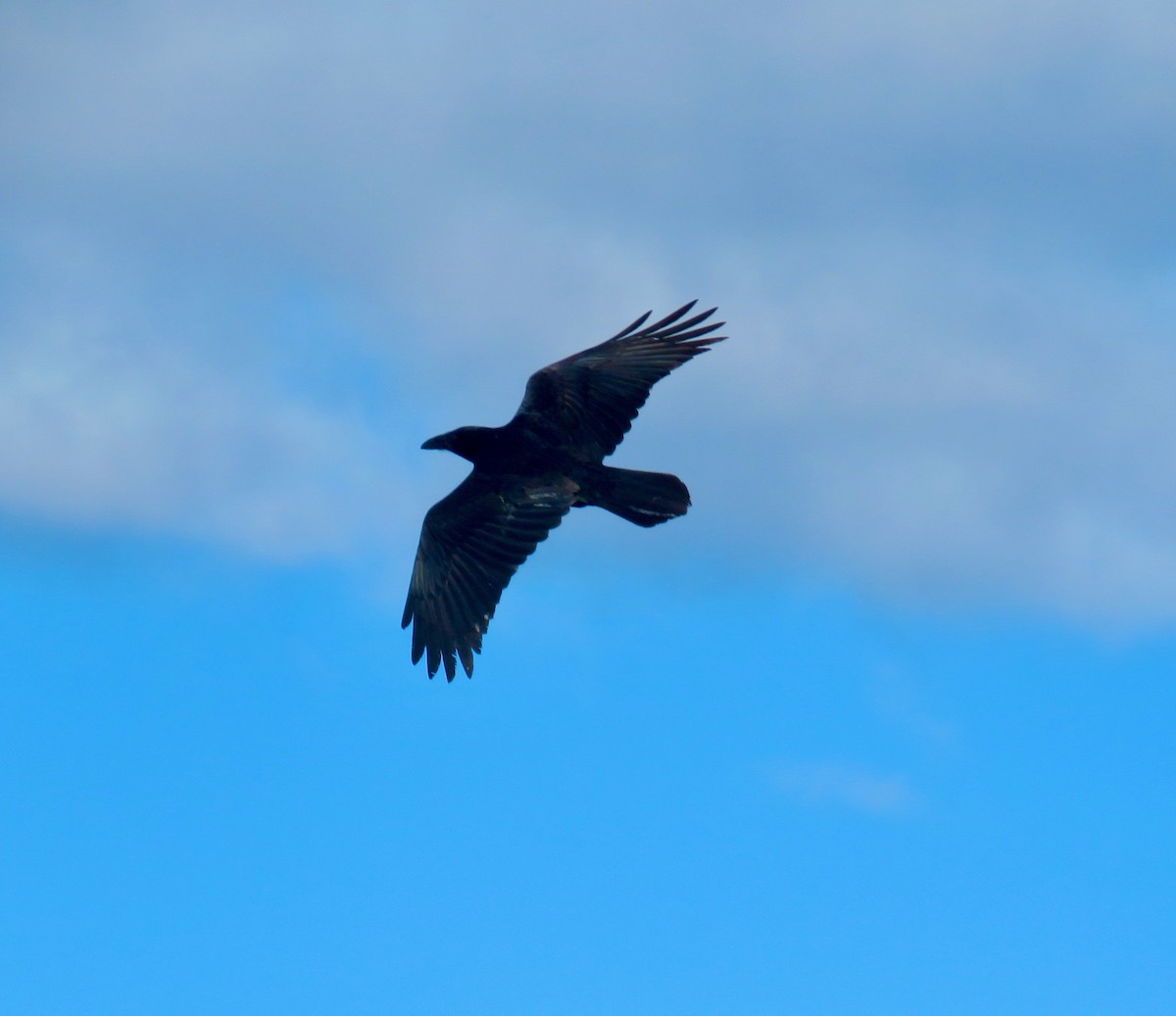 Common Raven - - KFR -