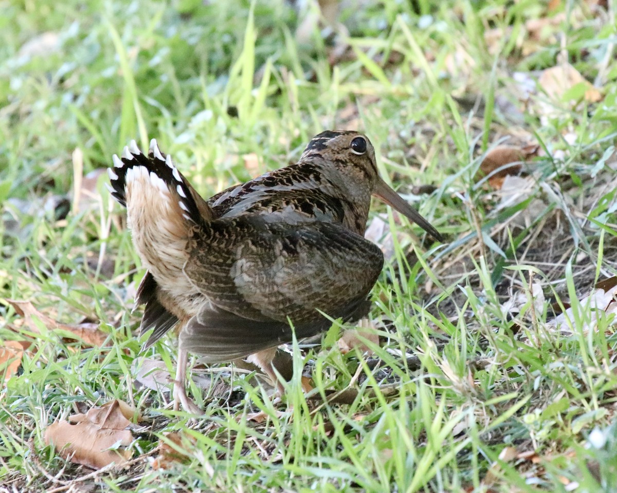 American Woodcock - ML280839221