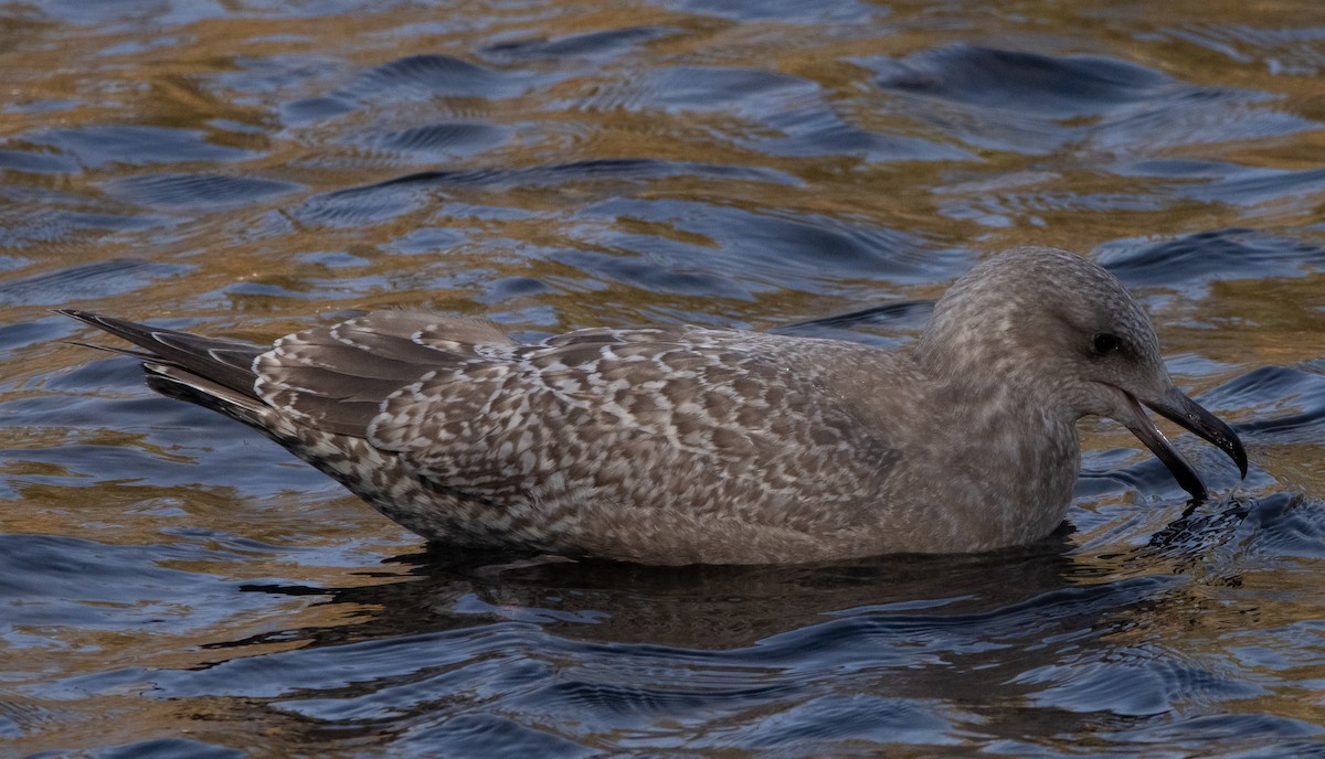 Herring x Glaucous-winged Gull (hybrid) - Liam Huber