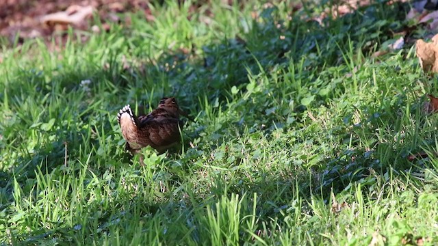 American Woodcock - ML280839421