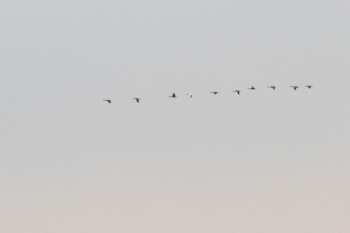 eBird Checklist - 17 Nov 2020 - Breezy Point Tip - 60 species (+5 other ...