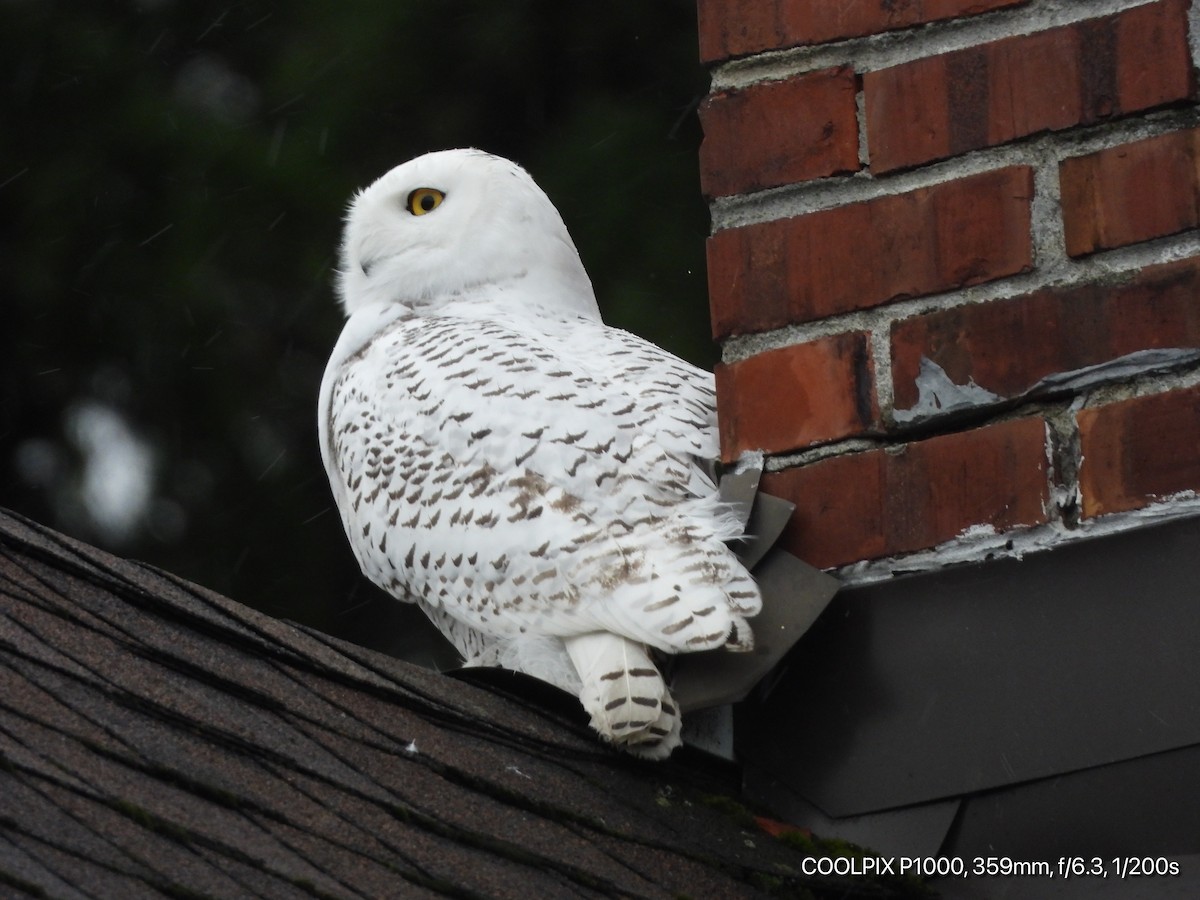 Snowy Owl - ML280840611