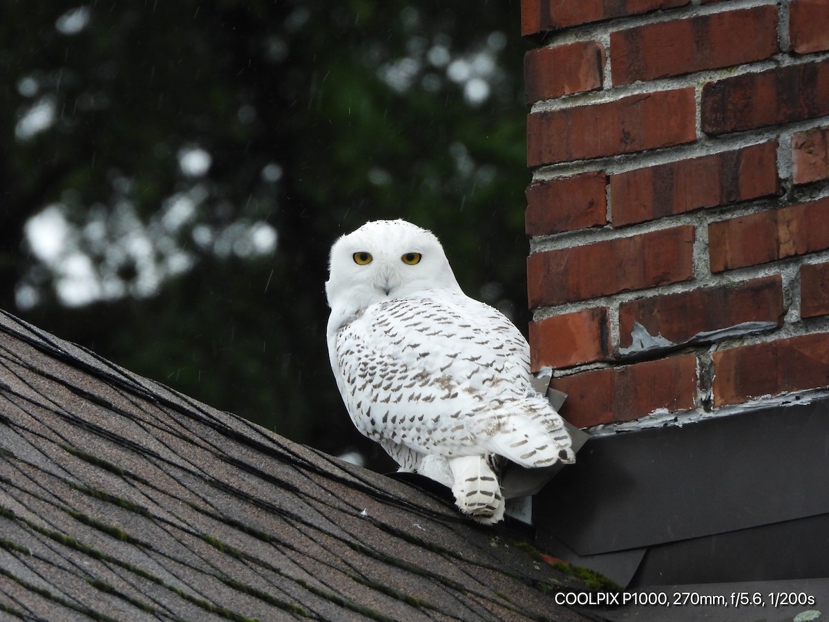 Snowy Owl - ML280840621