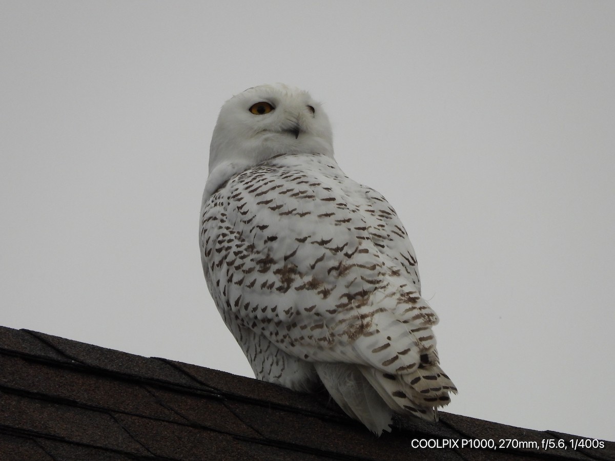 Snowy Owl - ML280840651