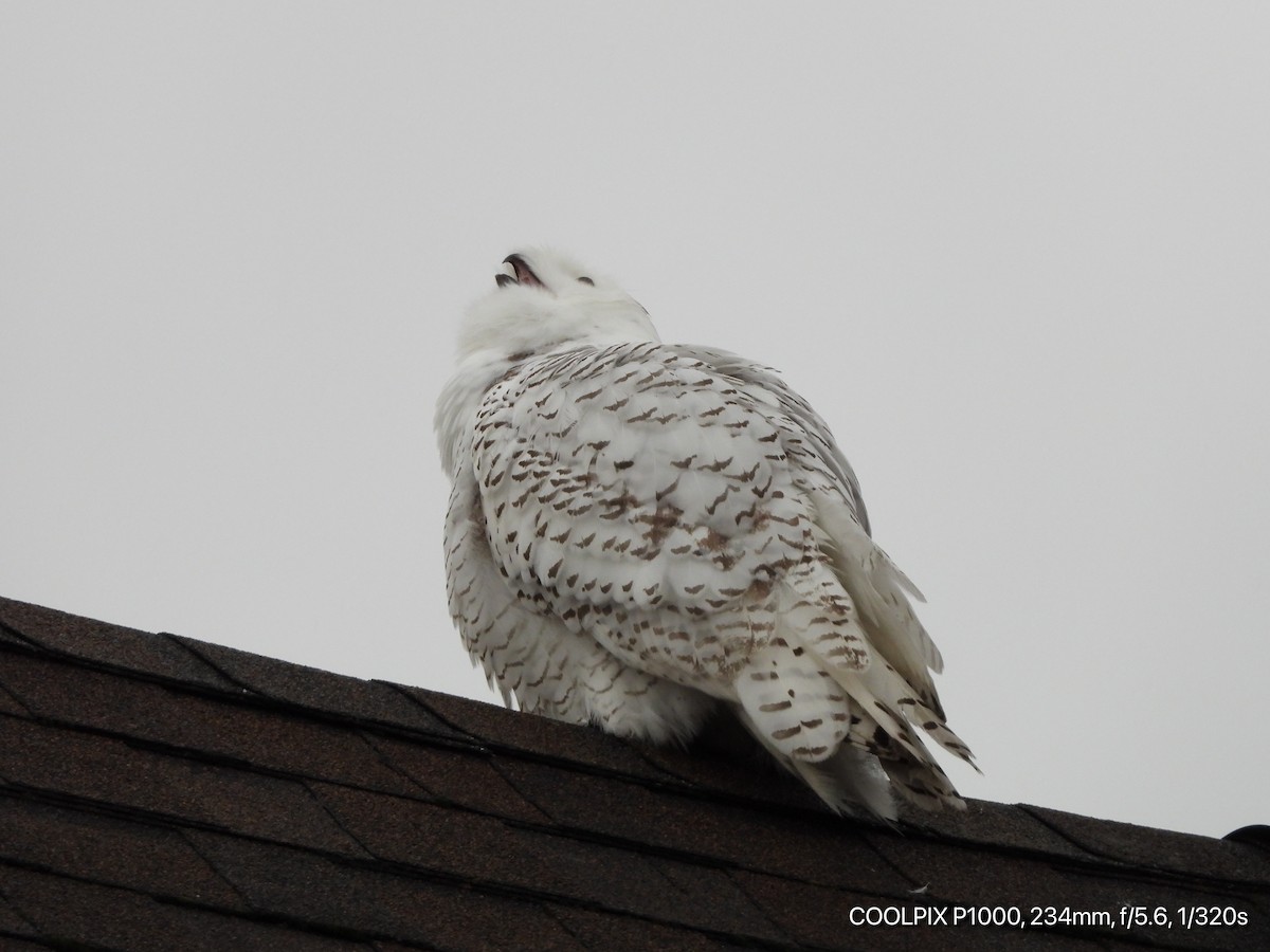 Snowy Owl - ML280840671