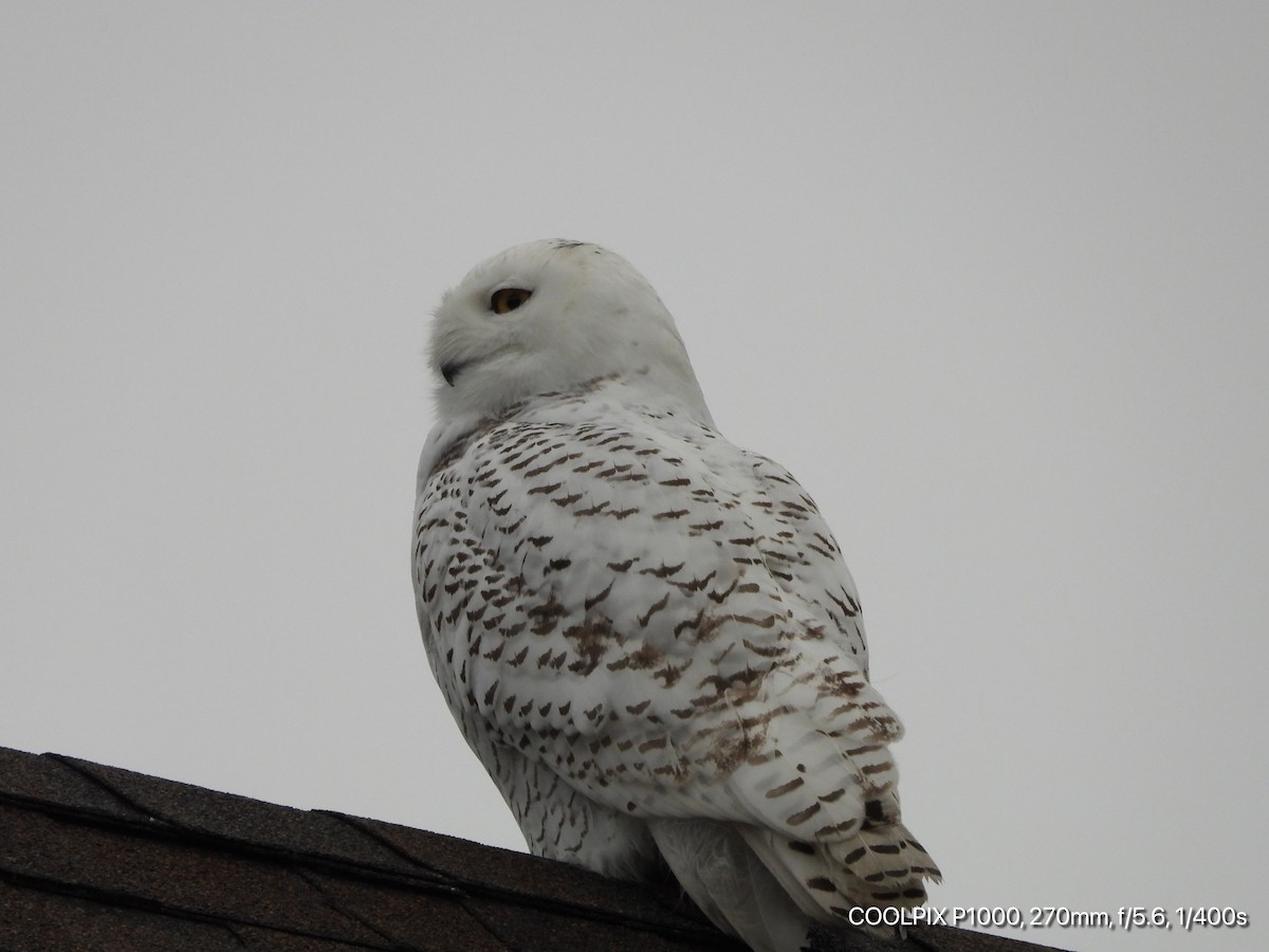 Snowy Owl - ML280840681
