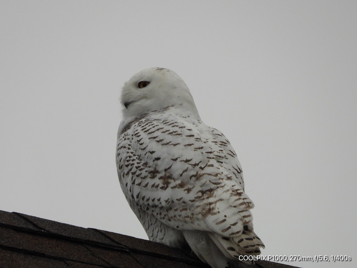 Harfang des neiges - ML280840681