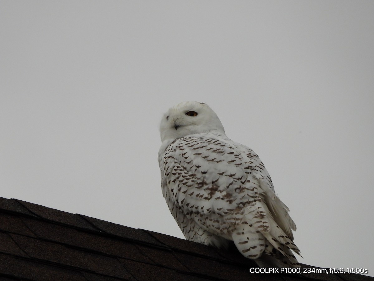 Snowy Owl - ML280840761