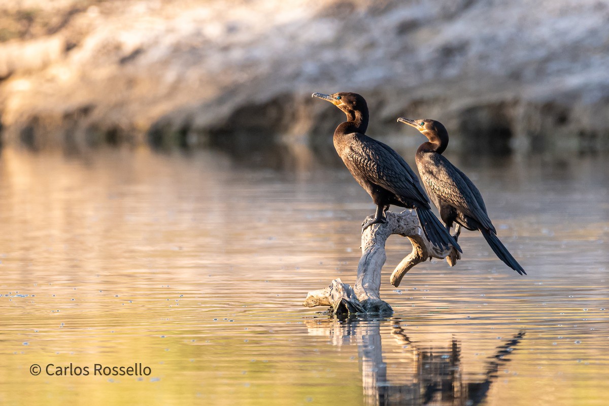 Neotropic Cormorant - ML280841491