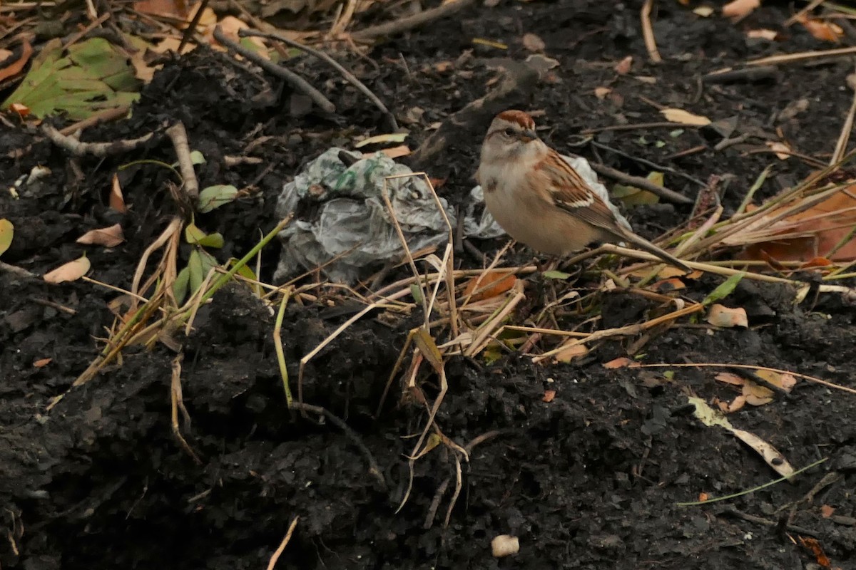 American Tree Sparrow - ML280842811