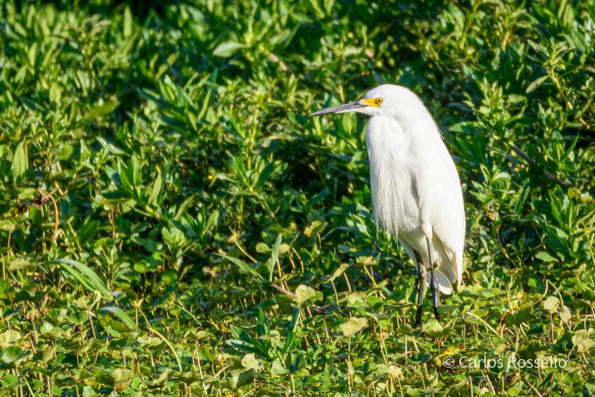 Snowy Egret - Carlos Rossello