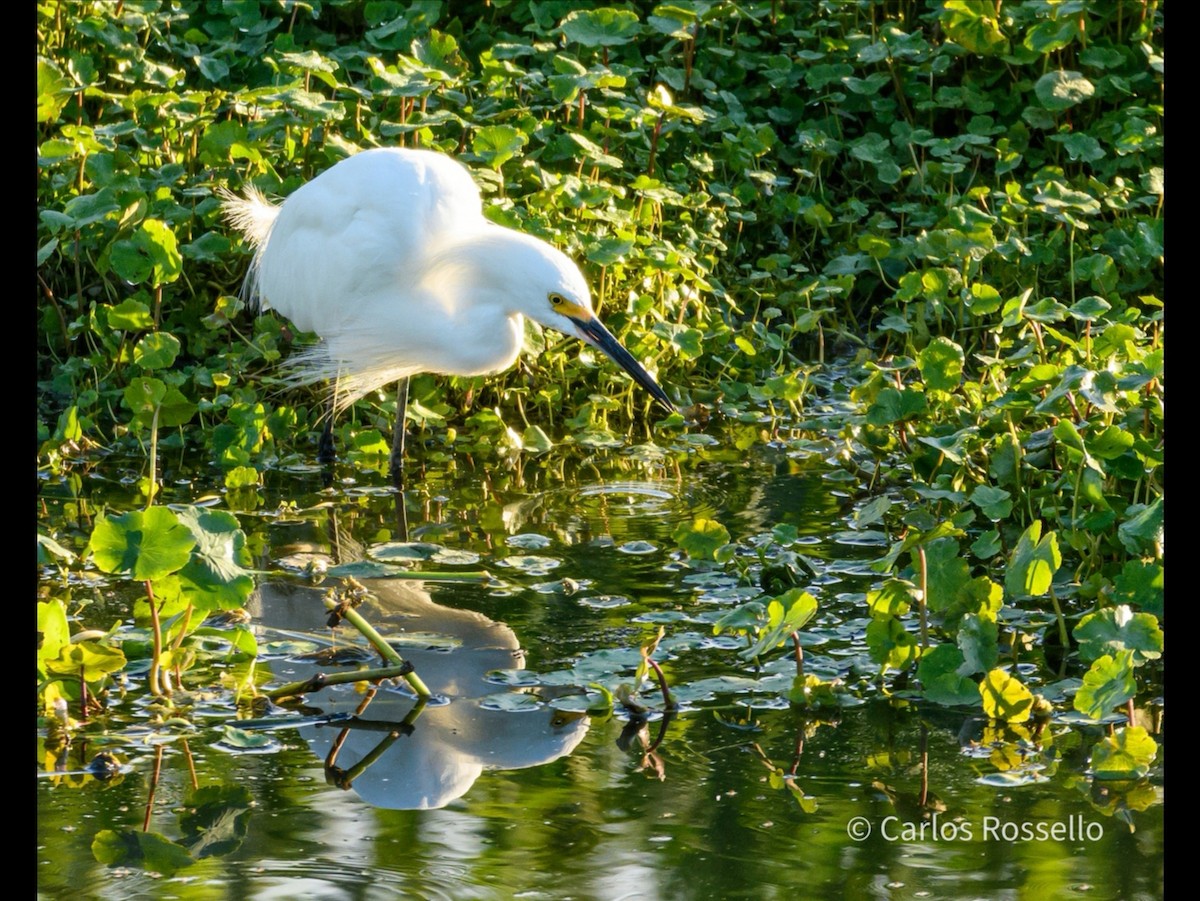 Aigrette neigeuse - ML280845691