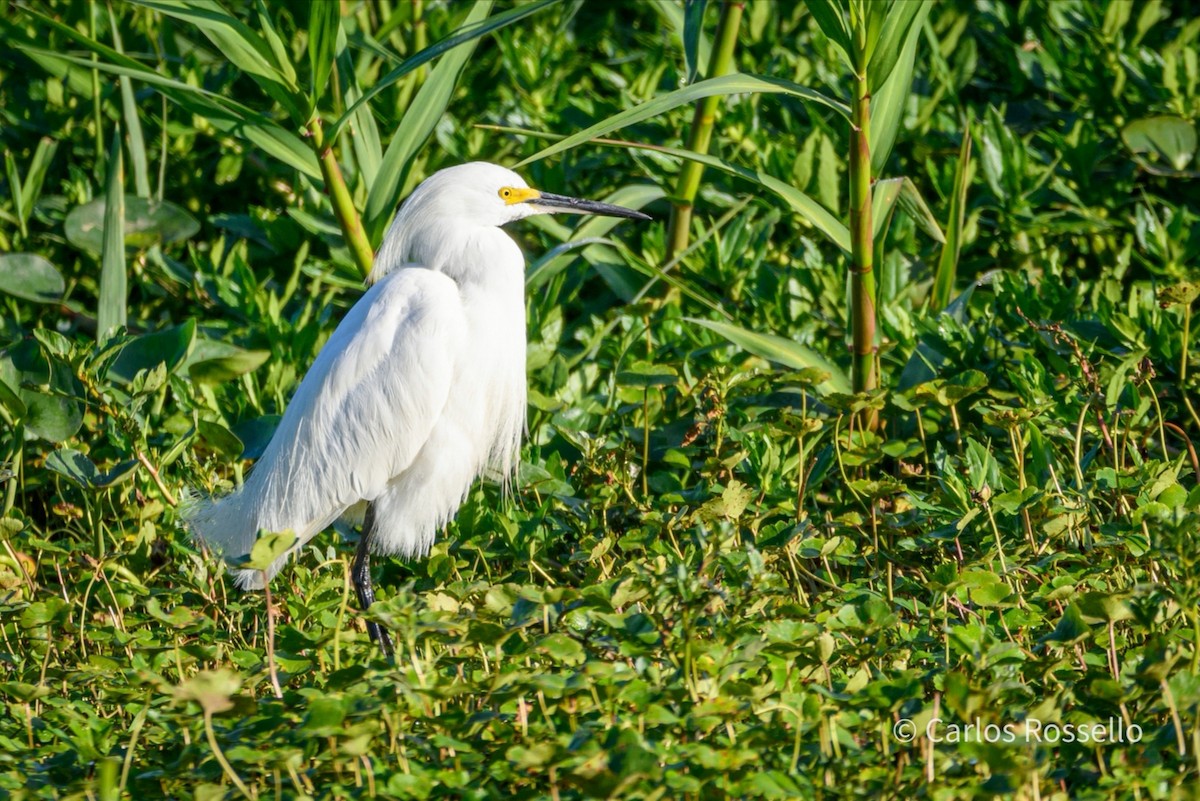 Snowy Egret - ML280845731