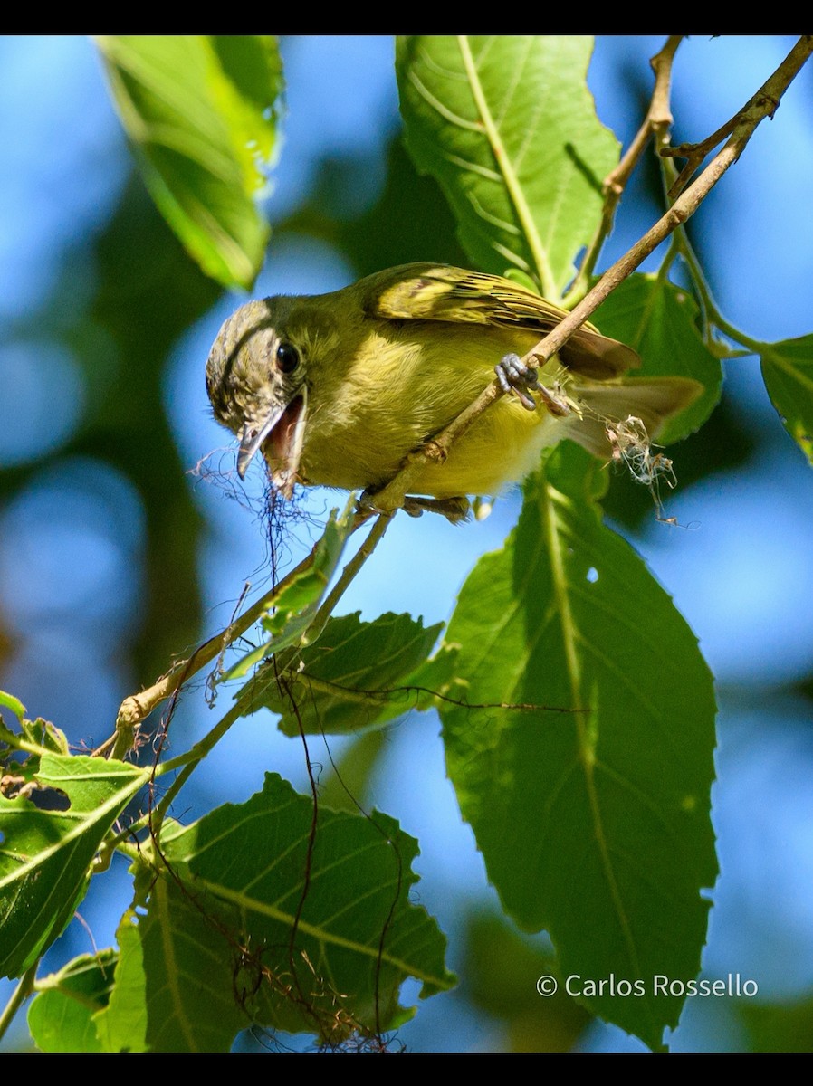 Yellow-olive Flatbill - ML280845991