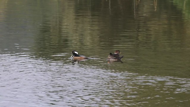 Harle couronné - ML280846121