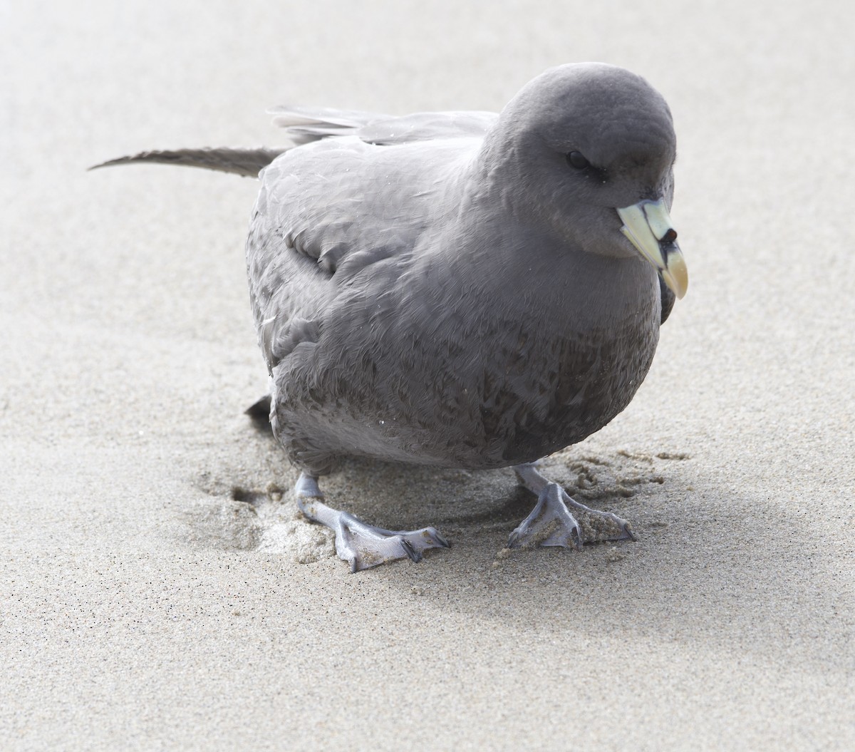 Fulmar boréal - ML280847211