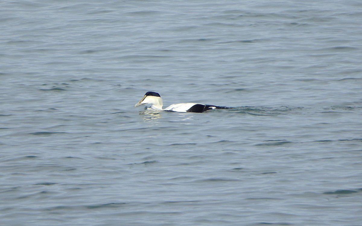 Common Eider - ML280847241