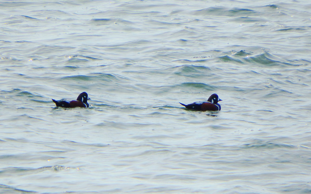 Harlequin Duck - Jim O'Neill