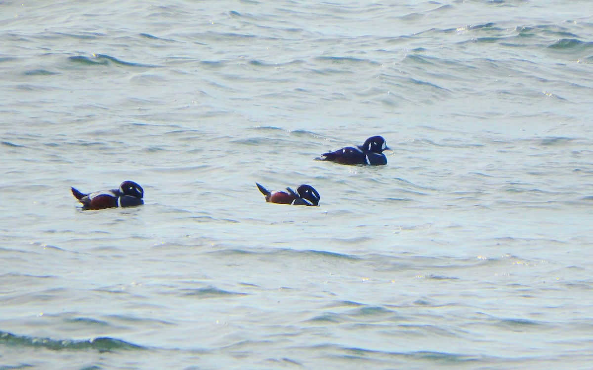 Harlequin Duck - Jim O'Neill