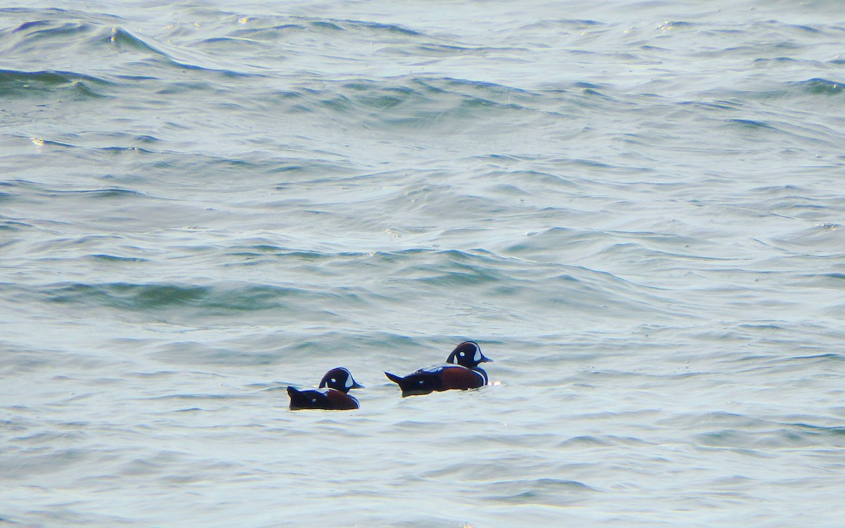 Harlequin Duck - ML280847351