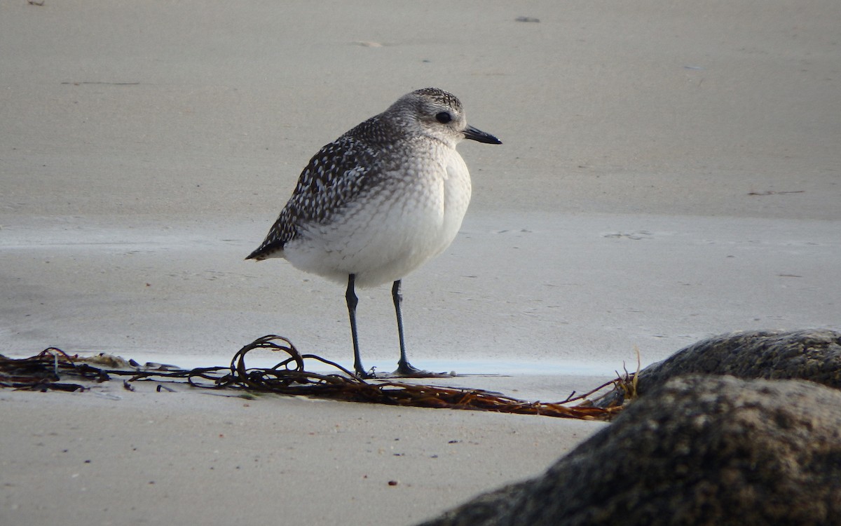 Black-bellied Plover - ML280847401