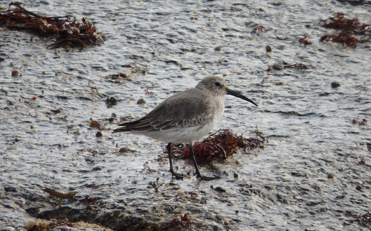 Dunlin - ML280847481