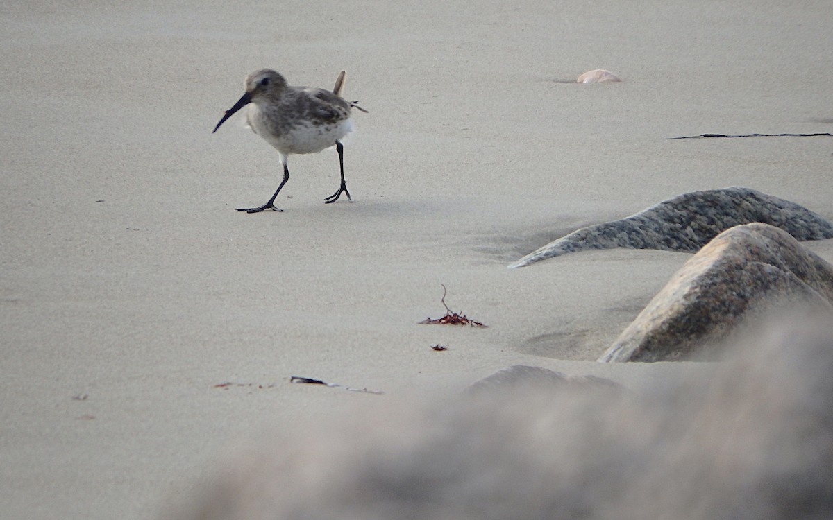 Dunlin - ML280847501