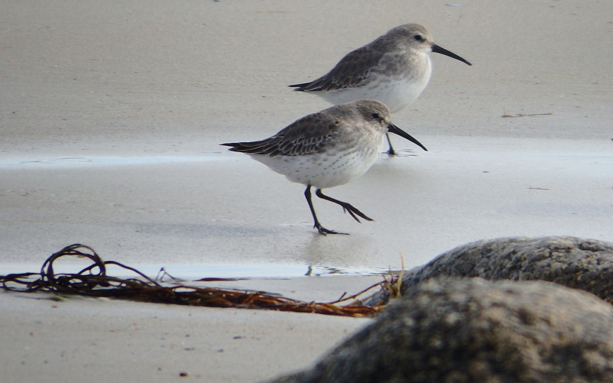 Dunlin - Jim O'Neill