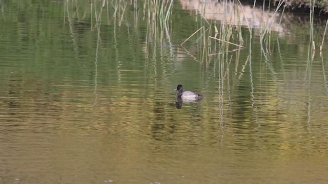 Petit Fuligule - ML280847931