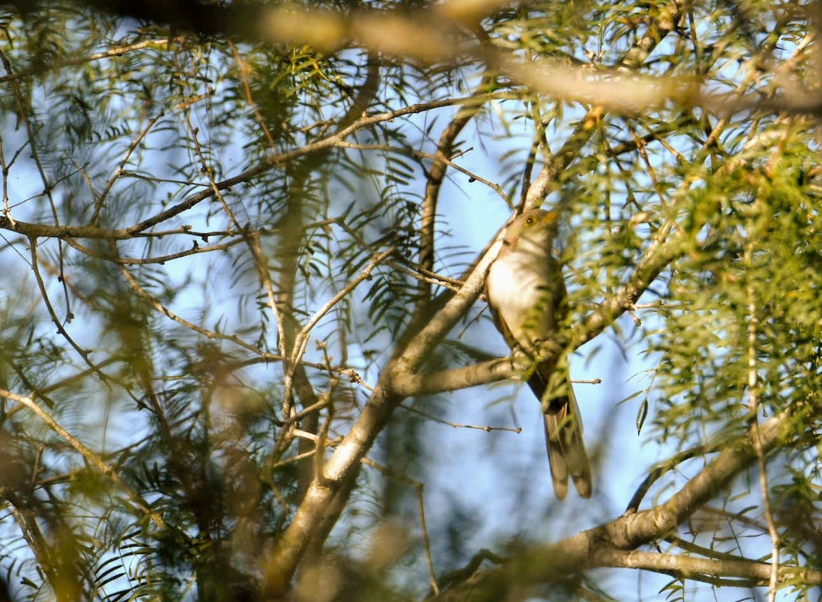 Yellow-billed Cuckoo - ML280849661