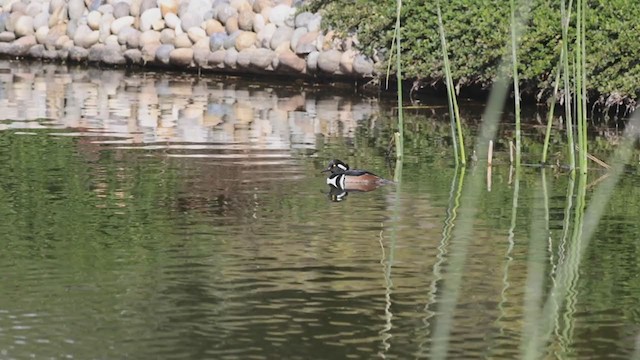 Harle couronné - ML280853111