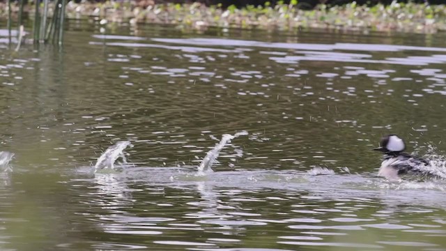 Harle couronné - ML280853131