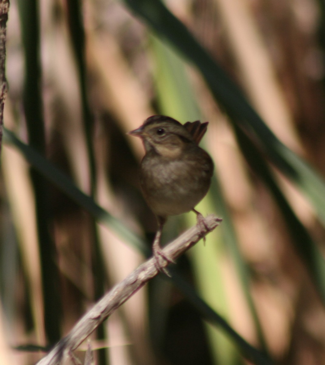 Swamp Sparrow - Paul Sellin