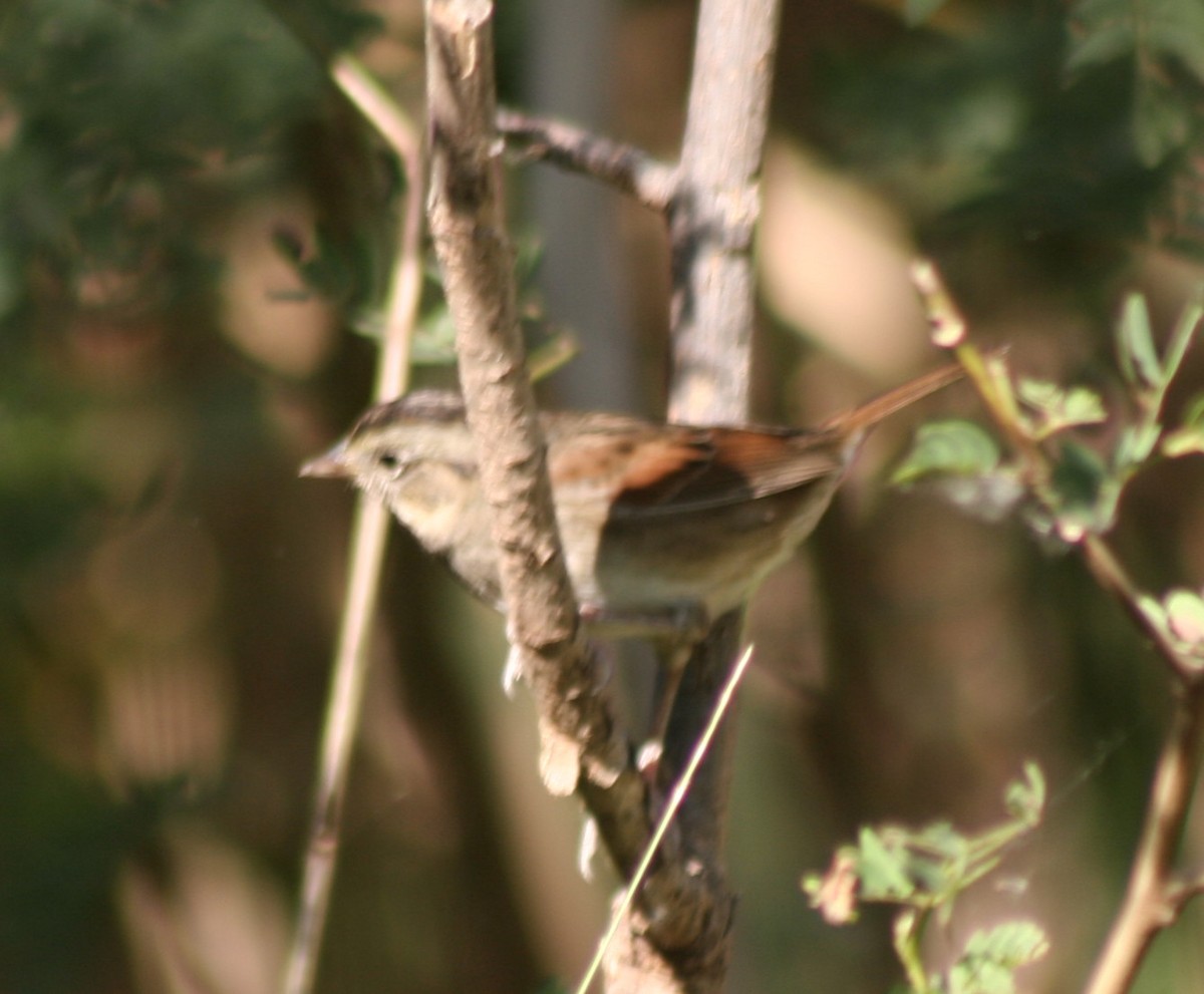 Swamp Sparrow - ML280853541