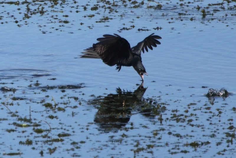 drongo černý - ML280855131