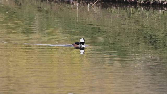 Harle couronné - ML280856341