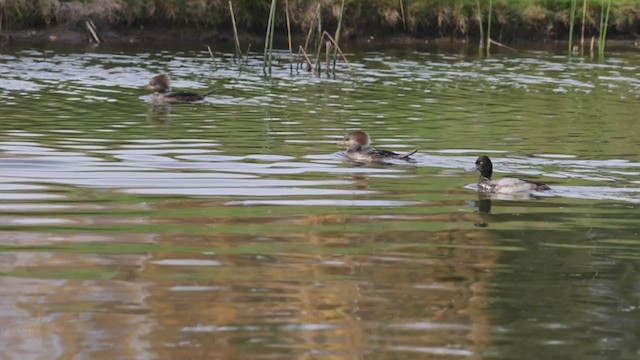 Harle couronné - ML280856541