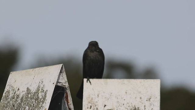 Red-winged Blackbird (California Bicolored) - ML280857661