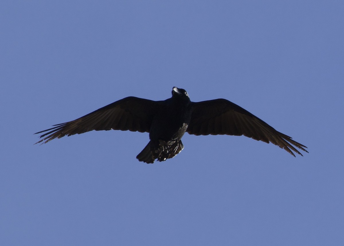 Common Raven - RJ Baltierra