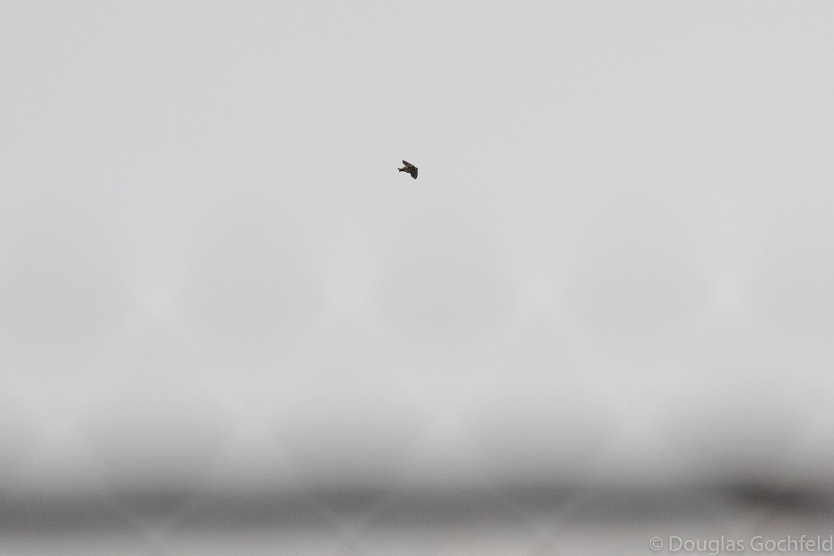 Cave Swallow - ML280858941