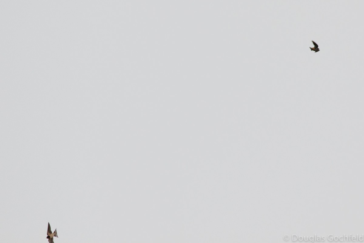 Cave Swallow - ML280858991