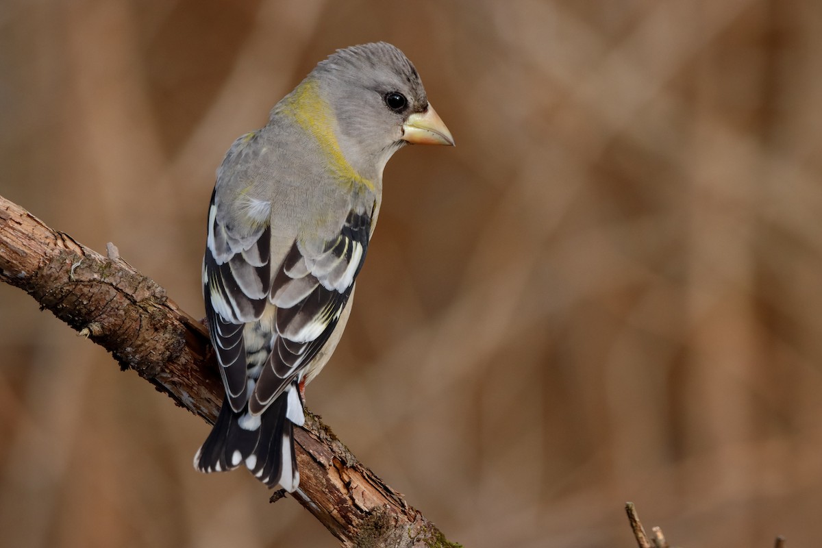 Evening Grosbeak - Frédérick Lelièvre