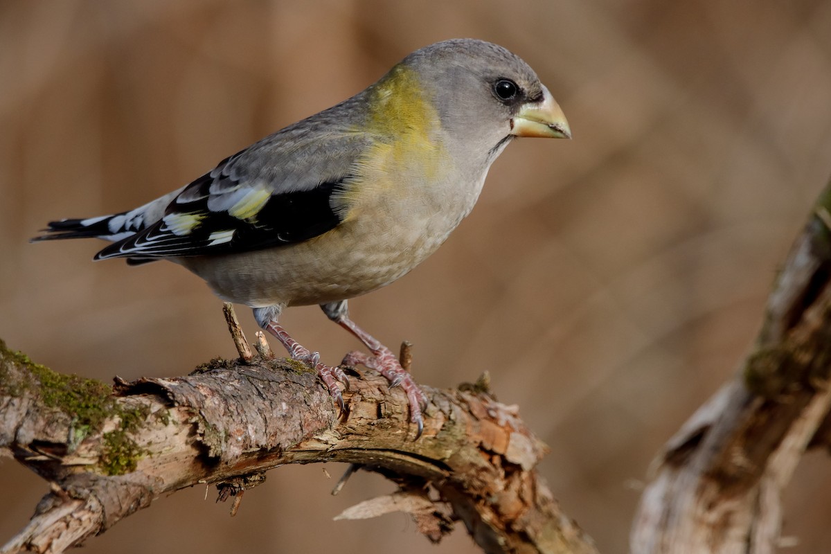 Evening Grosbeak - Frédérick Lelièvre