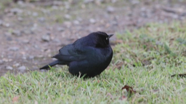 Brewer's Blackbird - ML280859501