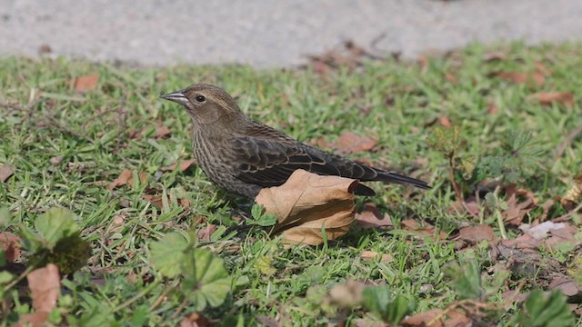 Red-winged Blackbird (California Bicolored) - ML280859681
