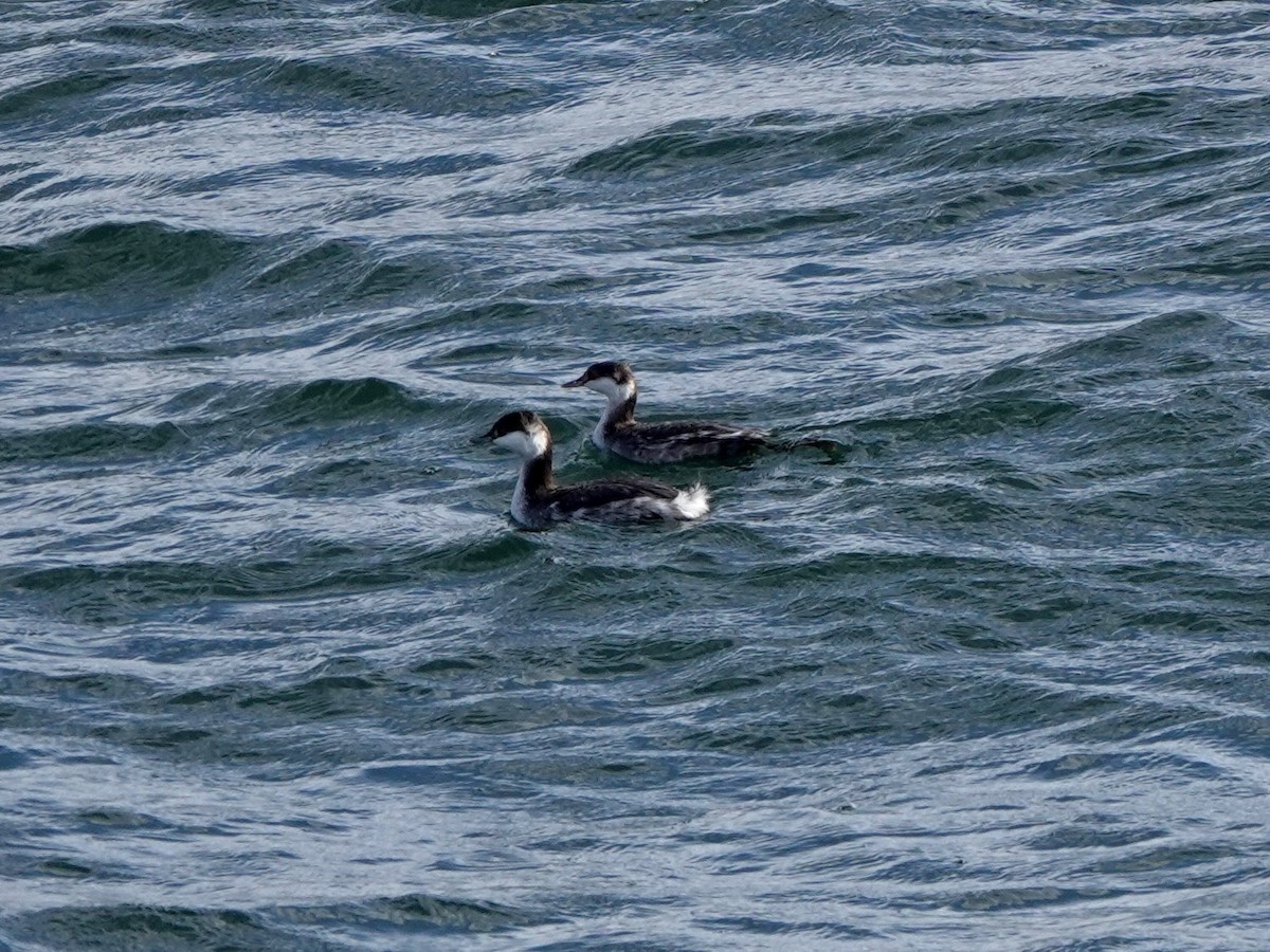 Horned Grebe - Norman Uyeda