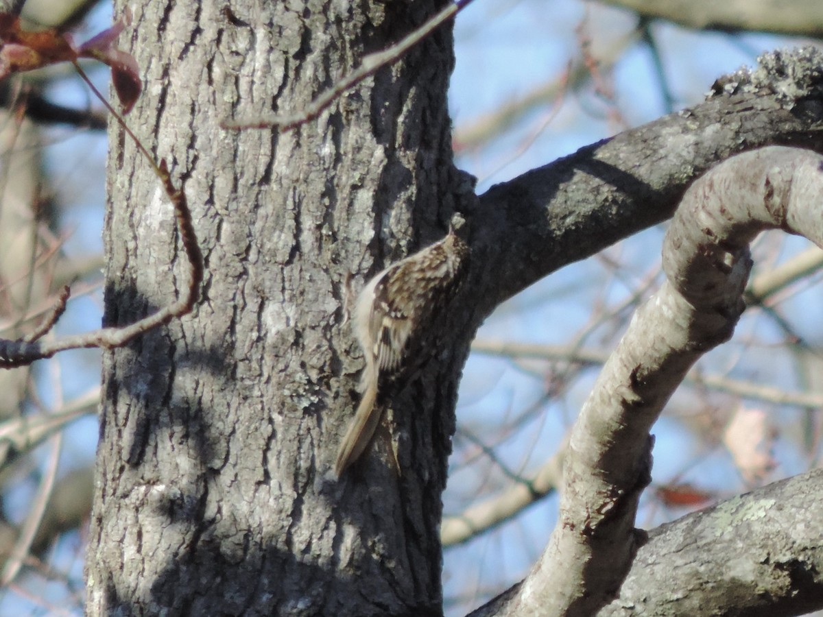 Brown Creeper - ML280861821